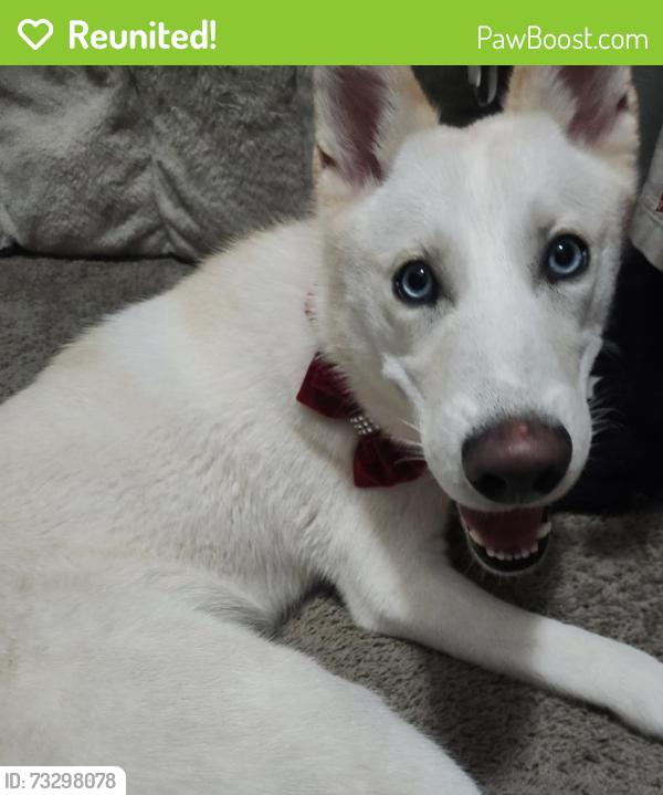 Reunited Female Dog last seen Sterling Trace Dr, Keller, TX 76248