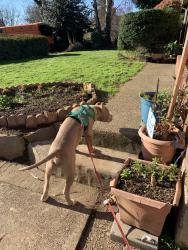 Lost Male Dog last seen Near Nicholson rd vancouver wa, Vancouver, WA 98661