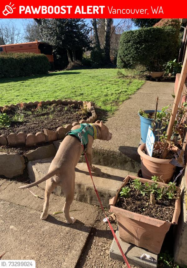 Lost Male Dog last seen Near Nicholson rd vancouver wa, Vancouver, WA 98661