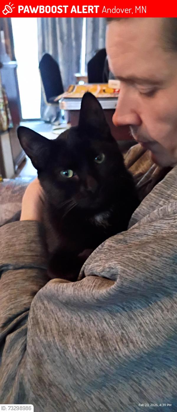 Lost Male Cat last seen 174th ave nw and tulip, Andover, MN 55304