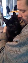 Lost Male Cat last seen 174th ave nw and tulip, Andover, MN 55304