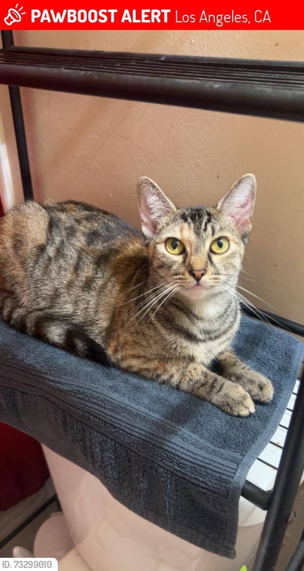 Lost Female Cat last seen S Figueroa St & W 79th St - S Figueroa St & W 79th St, Los Angeles, CA 90003
