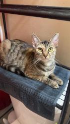 Lost Female Cat last seen S Figueroa St & W 79th St - S Figueroa St & W 79th St, Los Angeles, CA 90003