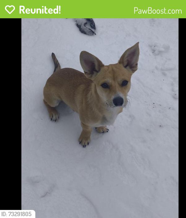 Reunited Male Dog last seen Sandage ave ,, Fort Worth, TX 76115