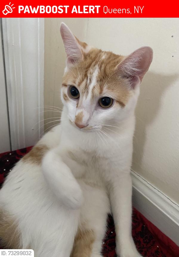 Lost Male Cat last seen Near ave, Queens, NY 11423