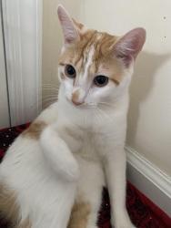 Lost Male Cat last seen Near ave, Queens, NY 11423
