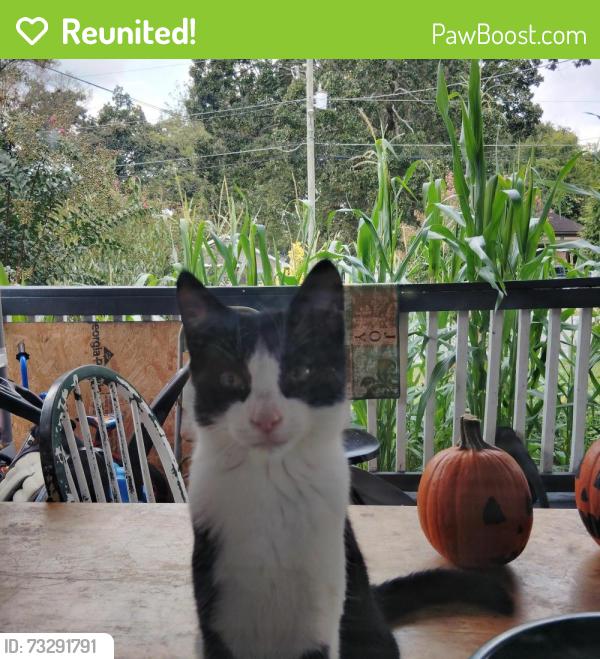 Reunited Female Cat last seen Red Lobster, Shorter Ave, Rome, GA 30165