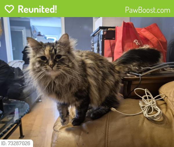 Reunited Female Cat last seen 127ave 85st, Edmonton, AB T5E 3G4