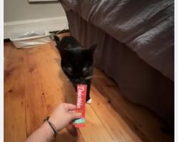 Reunited Male Cat last seen Green st, shamrock elementary, Woburn, MA 01801
