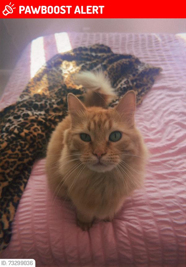 Lost Male Cat last seen Near W Burgundy St, Highlands Ranch, CO 80129