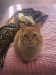 Lost Male Cat last seen Near W Burgundy St, Highlands Ranch, CO 80129