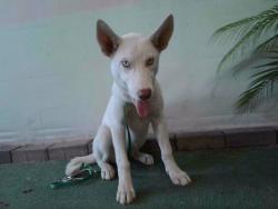 Shelter Stray Female Dog last seen , 4275 Elton St, Baldwin Park, CA 91706, USA
