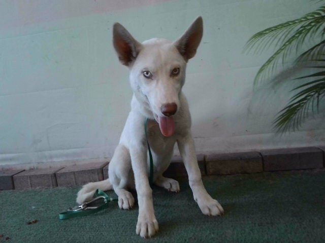 Shelter Stray Female Dog last seen , 4275 Elton St, Baldwin Park, CA 91706, USA