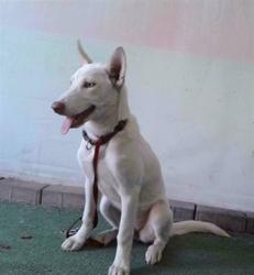 Shelter Stray Female Dog last seen , 4275 Elton St, Baldwin Park, CA 91706, USA
