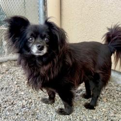 Shelter Stray Male Dog last seen , , CA, 1101 29th Ave, Oakland, CA 94601, USA
