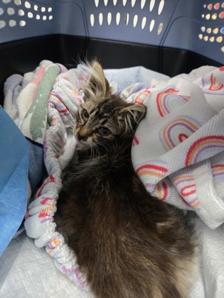 Shelter Stray Female Cat last seen Near E St, Oakland, CA, 1101 29th Ave, Oakland, CA 94601, USA
