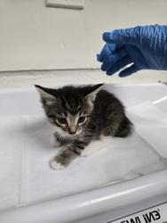 Shelter Stray Female Cat last seen Near e16th st, Oakland, CA, 1101 29th Ave, Oakland, CA 94601, USA
