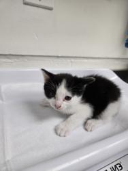 Shelter Stray Female Cat last seen Near e16th st, Oakland, CA, 1101 29th Ave, Oakland, CA 94601, USA