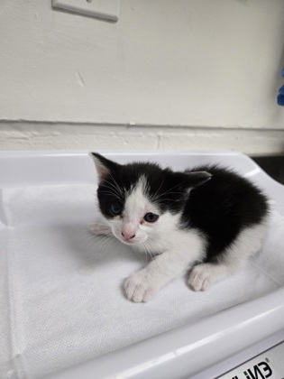 Shelter Stray Female Cat last seen Near e16th st, Oakland, CA, 1101 29th Ave, Oakland, CA 94601, USA