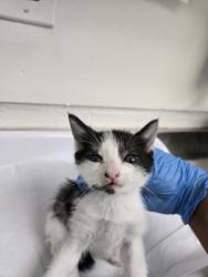 Shelter Stray Female Cat last seen Near e16th st, Oakland, CA, 1101 29th Ave, Oakland, CA 94601, USA