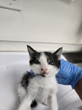 Shelter Stray Female Cat last seen Near e16th st, Oakland, CA, 1101 29th Ave, Oakland, CA 94601, USA