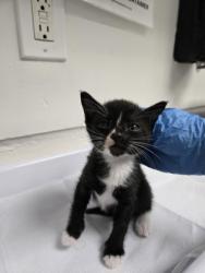 Shelter Stray Female Cat last seen Near e16th st, Oakland, CA, 1101 29th Ave, Oakland, CA 94601, USA