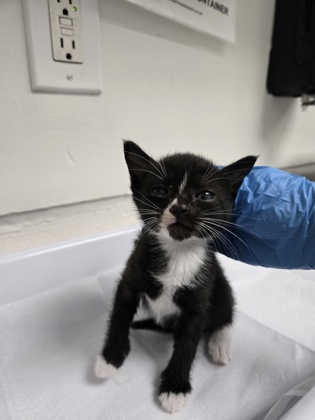 Shelter Stray Female Cat last seen Near e16th st, Oakland, CA, 1101 29th Ave, Oakland, CA 94601, USA