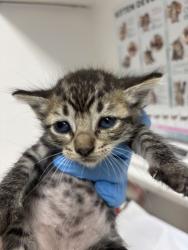 Shelter Stray Female Cat last seen Near 24th St, Oakland, CA, 1101 29th Ave, Oakland, CA 94601, USA