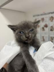 Shelter Stray Male Cat last seen Near 24th St, Oakland, CA, 1101 29th Ave, Oakland, CA 94601, USA