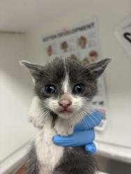 Shelter Stray Female Cat last seen Near 24th St, Oakland, CA, 1101 29th Ave, Oakland, CA 94601, USA
