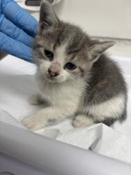 Shelter Stray Female Cat last seen Near 24th St, Oakland, CA, 1101 29th Ave, Oakland, CA 94601, USA