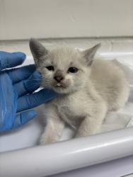Shelter Stray Female Cat last seen Near 24th St, Oakland, CA, 1101 29th Ave, Oakland, CA 94601, USA