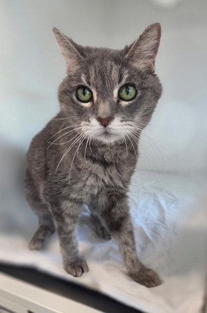 Shelter Stray Female Cat last seen , , TX, 355 Hillshire Dr, Haslet, TX 76052, USA