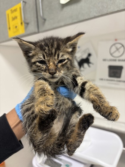 Shelter Stray Female Cat last seen Near Seminary Ave, Oakland, CA, 1101 29th Ave, Oakland, CA 94601, USA