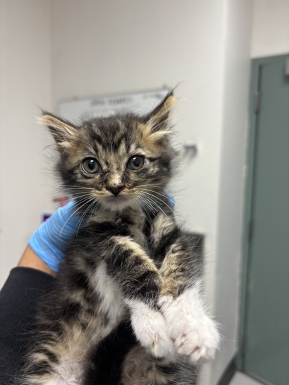 Shelter Stray Male Cat last seen Near Seminary Ave, Oakland, CA, 1101 29th Ave, Oakland, CA 94601, USA