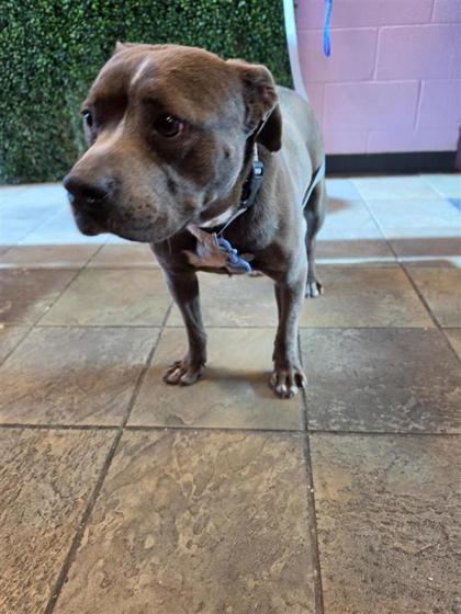 Shelter Stray Female Dog last seen Near PASEO DEL CONVENTO, San Elizario, TX, 5001 Fred Wilson Ave, El Paso, TX 79906, USA