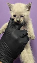 Shelter Stray Male Cat last seen Near ortega, CITY of El Paso, TX, 5001 Fred Wilson Ave, El Paso, TX 79906, USA