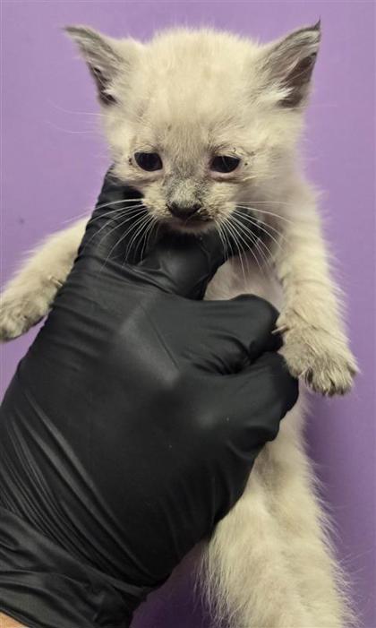 Shelter Stray Male Cat last seen Near ortega, CITY of El Paso, TX, 5001 Fred Wilson Ave, El Paso, TX 79906, USA