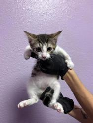 Shelter Stray Female Cat last seen Near DELTA DR, CITY of El Paso, TX, 5001 Fred Wilson Ave, El Paso, TX 79906, USA