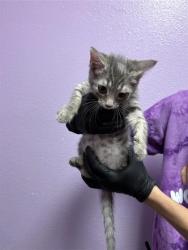 Shelter Stray Female Cat last seen Near DELTA DR, CITY of El Paso, TX, 5001 Fred Wilson Ave, El Paso, TX 79906, USA