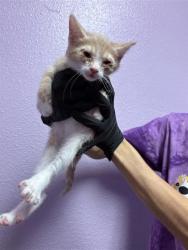 Shelter Stray Male Cat last seen Near DELTA DR, CITY of El Paso, TX, 5001 Fred Wilson Ave, El Paso, TX 79906, USA
