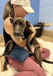 Shelter Stray Male Dog last seen Near Lynwyn Lane Atlanta, 30316, 30316, GA, 3280 Chamblee Dunwoody Rd, Chamblee, GA 30341, USA