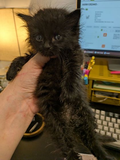 Shelter Stray Male Cat last seen Near Doral dr Atlanta Georgia 30360, 30360, GA, 3280 Chamblee Dunwoody Rd, Chamblee, GA 30341, USA