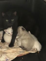 Shelter Stray Female Cat last seen Near N Wayne Ave, 64116, MO, 7077 Elmwood Ave, Kansas City, MO 64132, USA