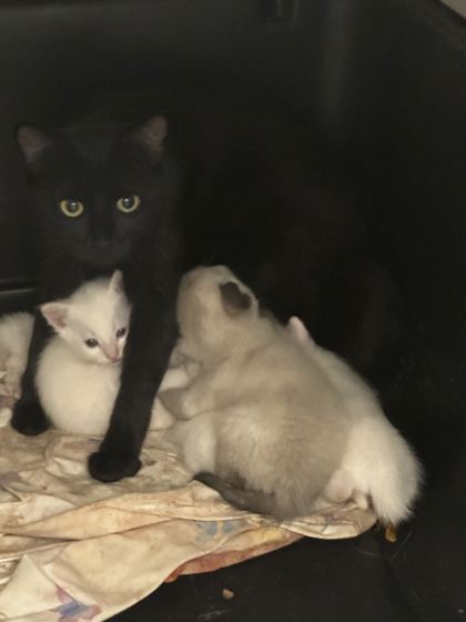 Shelter Stray Female Cat last seen Near N Wayne Ave, 64116, MO, 7077 Elmwood Ave, Kansas City, MO 64132, USA