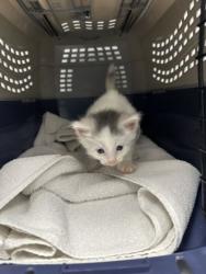 Shelter Stray Male Cat last seen Near N Wayne Ave, 64116, MO, 7077 Elmwood Ave, Kansas City, MO 64132, USA