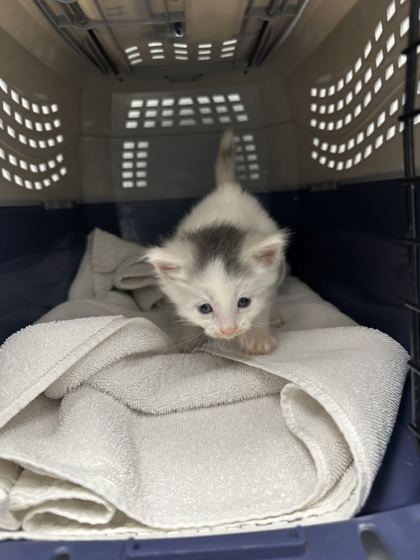 Shelter Stray Male Cat last seen Near N Wayne Ave, 64116, MO, 7077 Elmwood Ave, Kansas City, MO 64132, USA