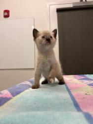 Shelter Stray Female Cat last seen Near N Wayne Ave, 64116, MO, 7077 Elmwood Ave, Kansas City, MO 64132, USA