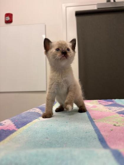 Shelter Stray Female Cat last seen Near N Wayne Ave, 64116, MO, 7077 Elmwood Ave, Kansas City, MO 64132, USA