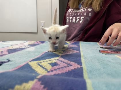 Shelter Stray Male Cat last seen Near N Wayne Ave, 64116, MO, 7077 Elmwood Ave, Kansas City, MO 64132, USA